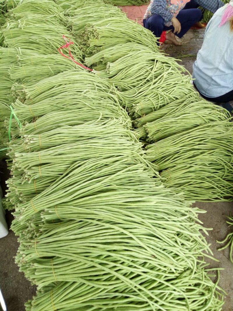 长豆角60厘米以上大量上市