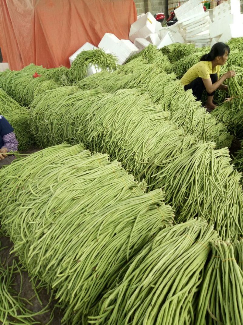 长豆角60厘米以上大量上市