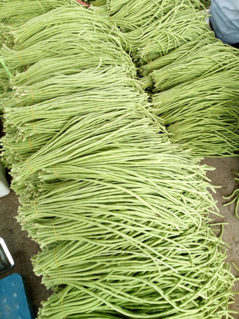 长豆角60厘米以上大量上市