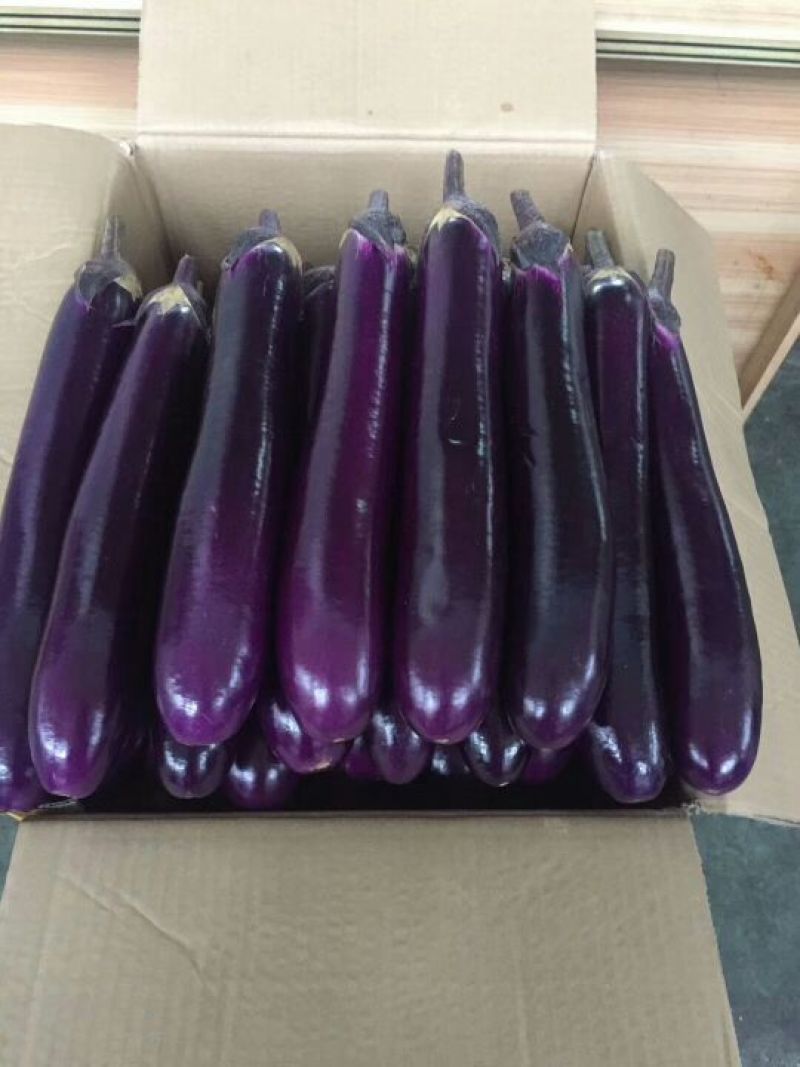 长茄子4两起步大量供应紫长茄