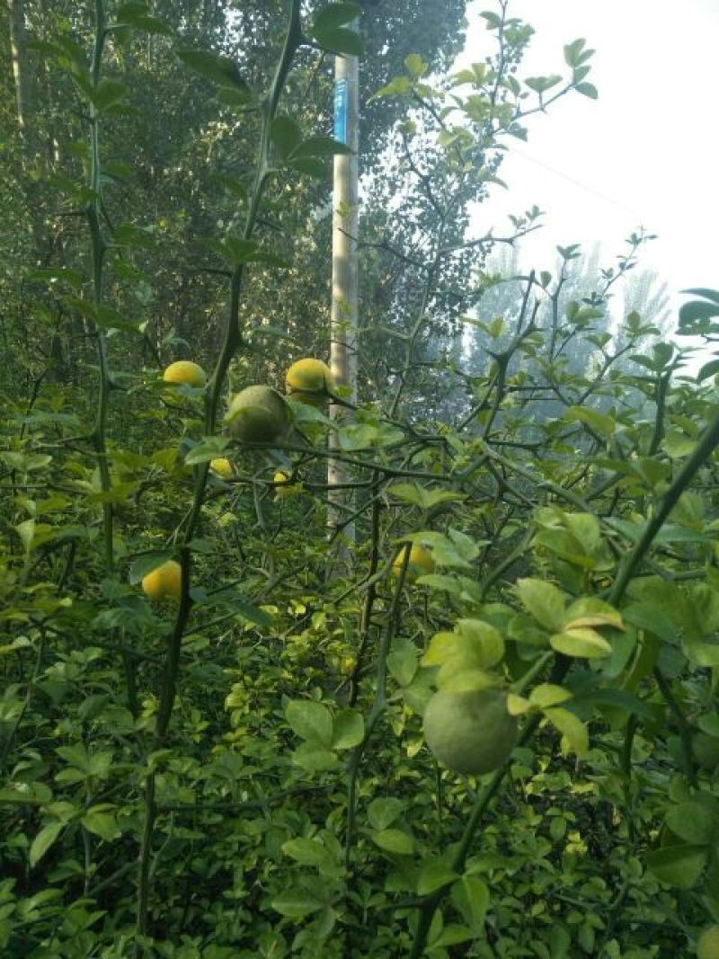 枸橘种子，枸橘树苗，代办邮寄运输。