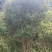 嘉宝果树苗嘉宝果头径7-8公分