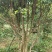 嘉宝果树苗嘉宝果头径7-8公分