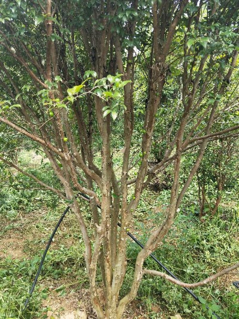 嘉宝果树苗嘉宝果头径7-8公分