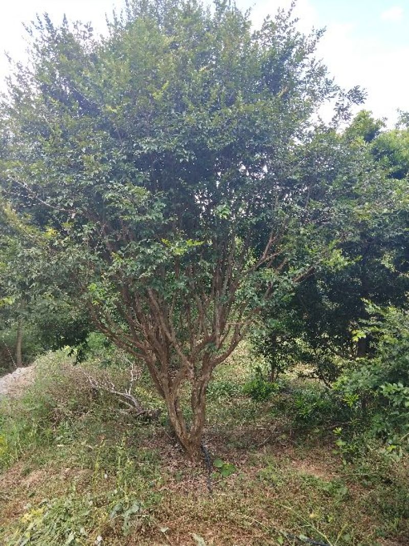 嘉宝果树苗嘉宝果头径7-8公分