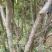 嘉宝果树苗嘉宝果头径7-8公分