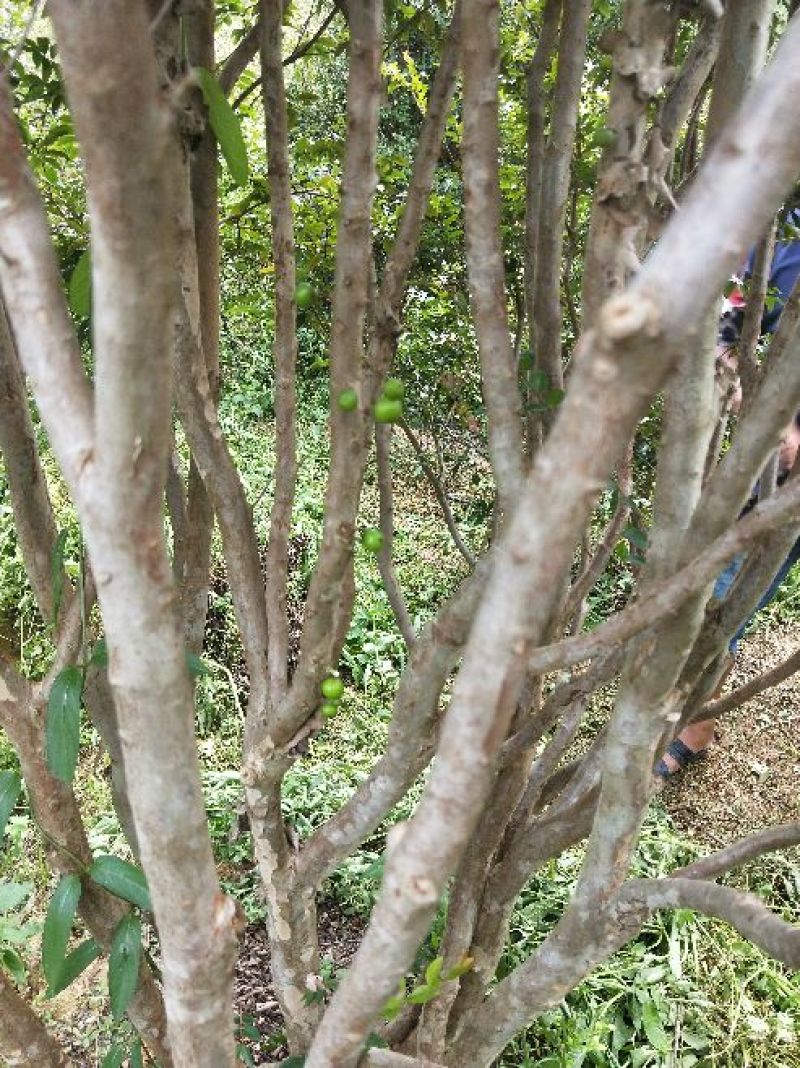 嘉宝果树苗嘉宝果头径7-8公分