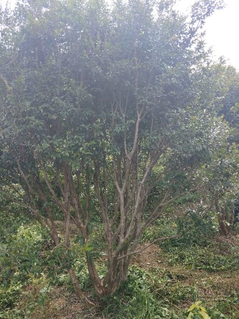 嘉宝果树苗嘉宝果头径7-8公分