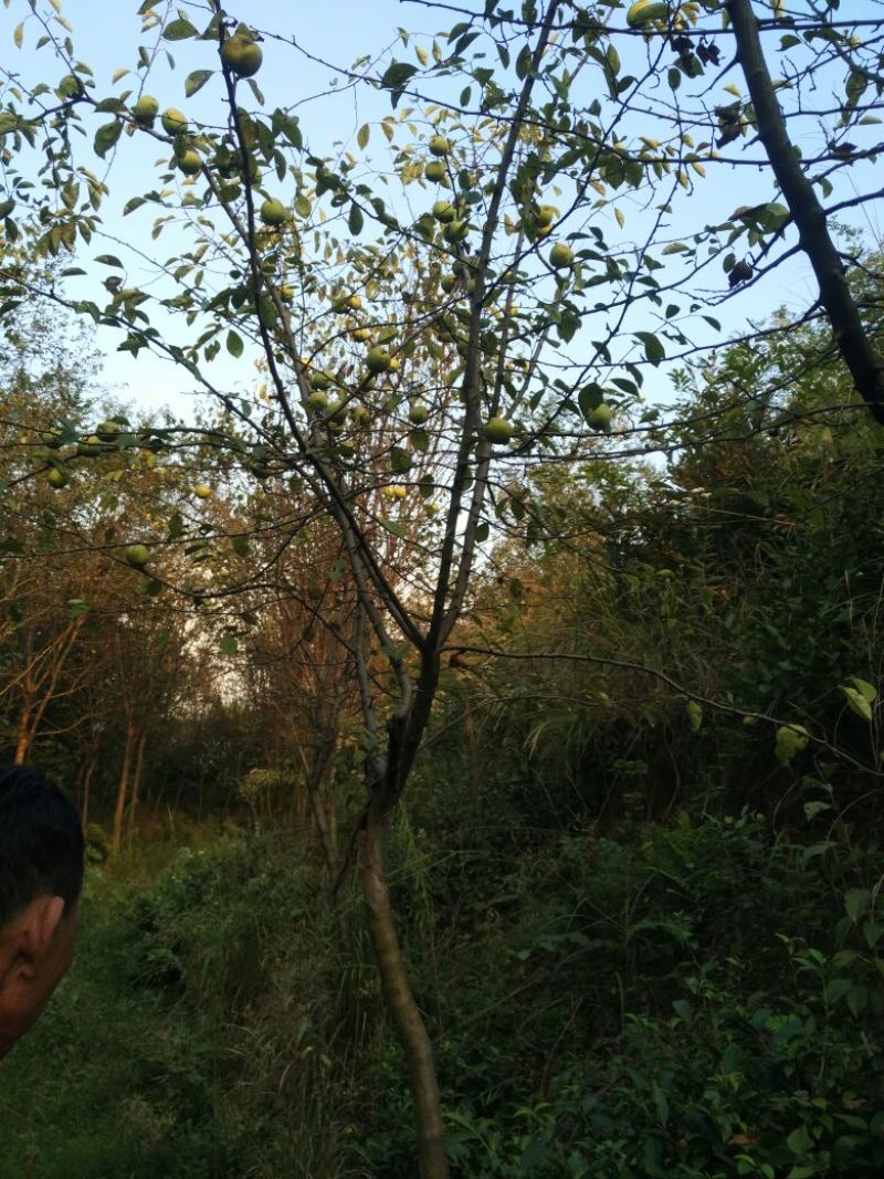 木瓜树261~300cm