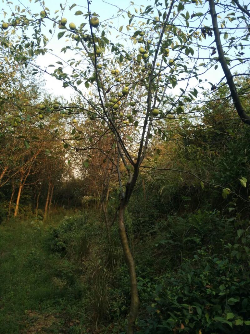 木瓜树261~300cm