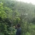 木瓜树261~300cm