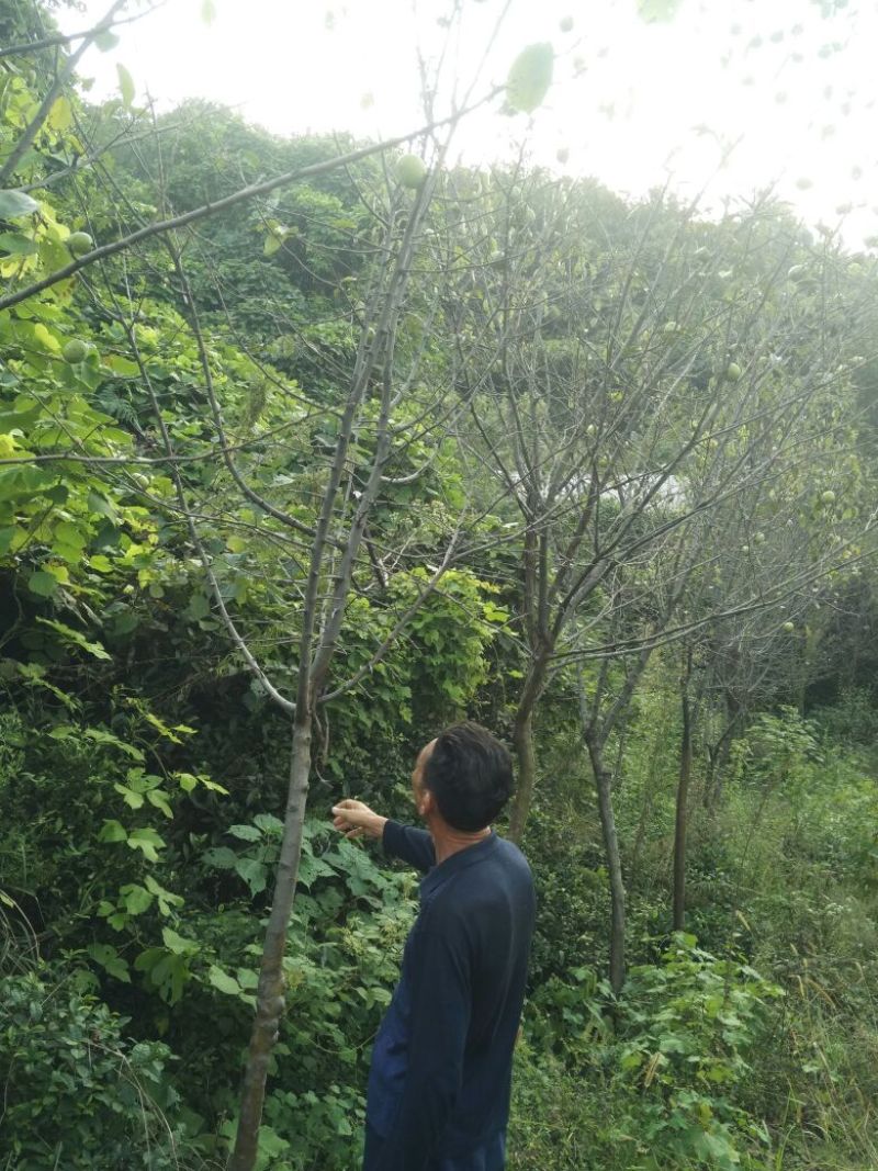 木瓜树261~300cm