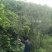 木瓜树261~300cm
