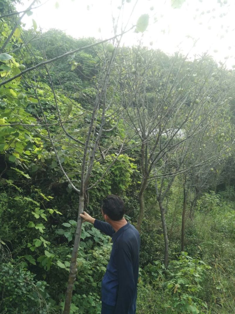 木瓜树261~300cm