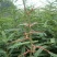 皂角树苗80~100cm