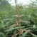 皂角树苗80~100cm