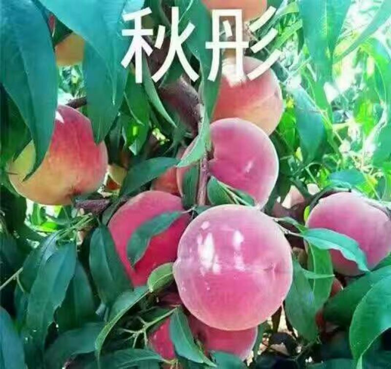 优质中晚熟桃树品种秋彤品种纯正规格齐全70~80cm