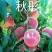 优质中晚熟桃树品种秋彤品种纯正规格齐全70~80cm
