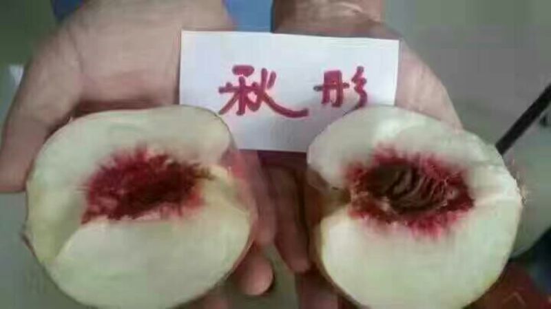 优质中晚熟桃树品种秋彤品种纯正规格齐全70~80cm