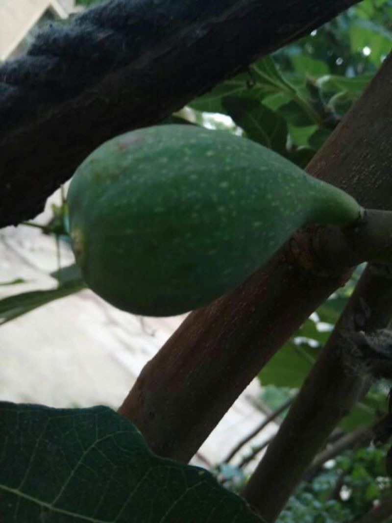 无花果苗50~80cm