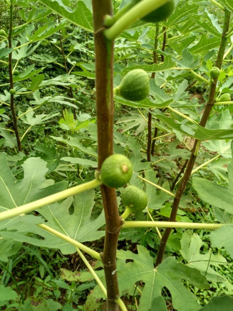 无花果苗50~80cm