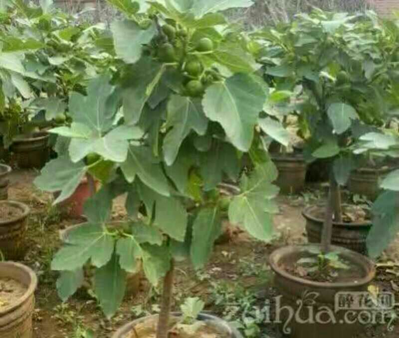 无花果苗50~80cm