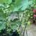 无花果苗50~80cm
