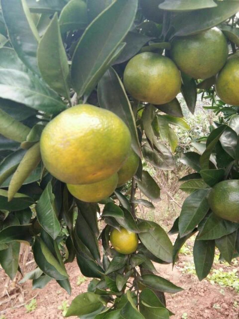 特早蜜橘湖北蜜桔产地批发保质保量一手货源