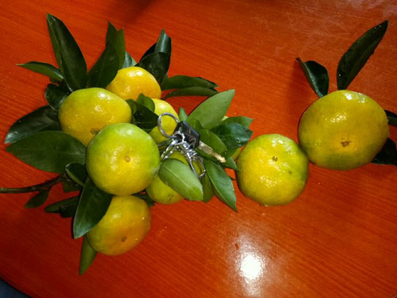 特早蜜橘湖北蜜桔产地批发保质保量一手货源