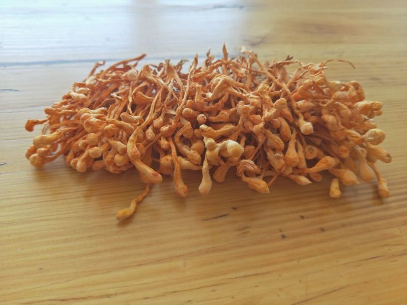 北虫草排孢子头颗颗孢子头靓货虫草花产地直供