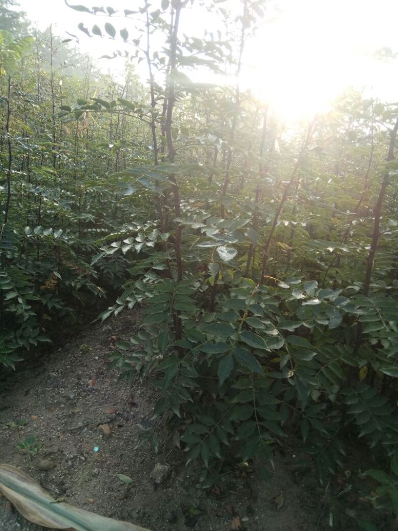 花椒种子