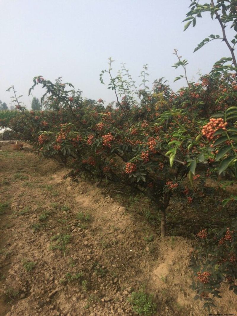 花椒种子