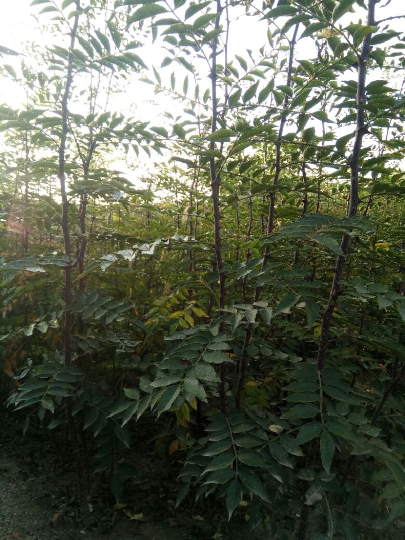 花椒种子