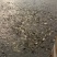 池鲤鱼1~2公斤食用