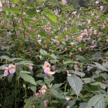 野山花蜂蜜1斤