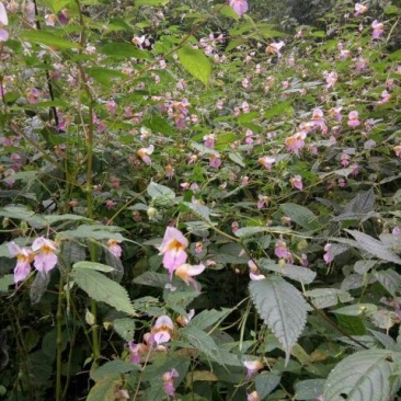野山花蜂蜜1斤