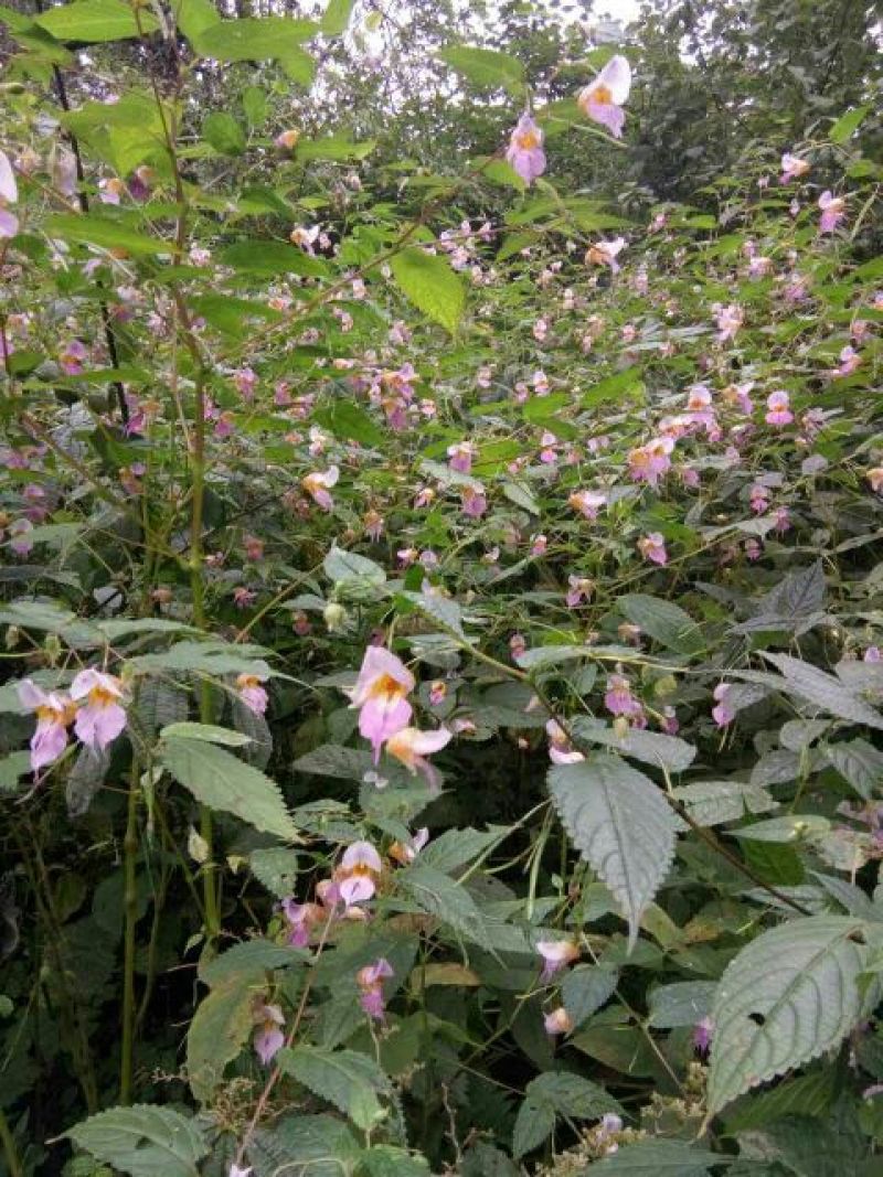 野山花蜂蜜1斤