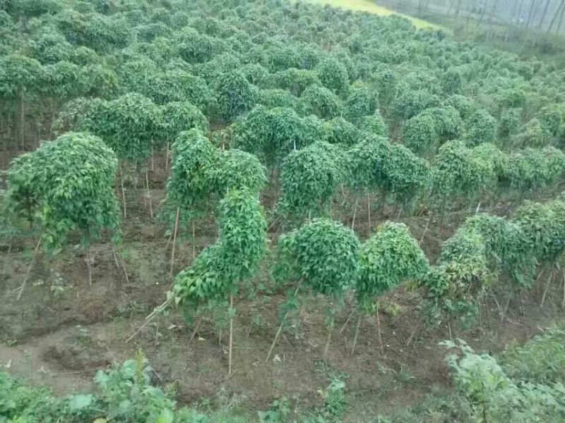 山药佛手山药湖北黄冈蕲春观音掌山药大别山区