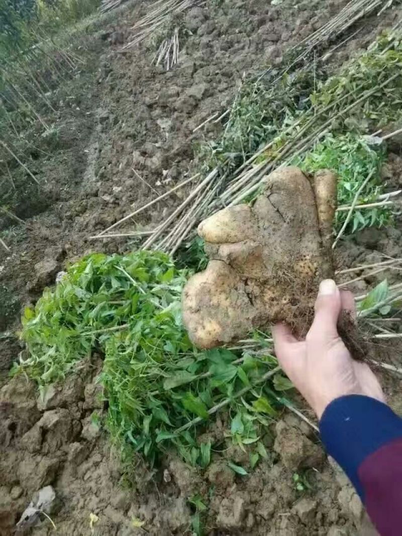 山药佛手山药湖北黄冈蕲春观音掌山药大别山区