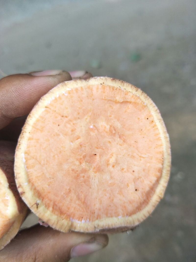 红香蕉红薯4两以上加工薯红心