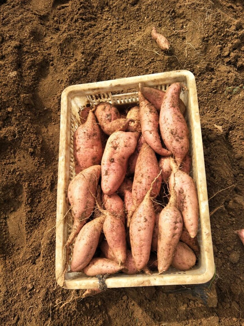 红香蕉红薯4两以上加工薯红心