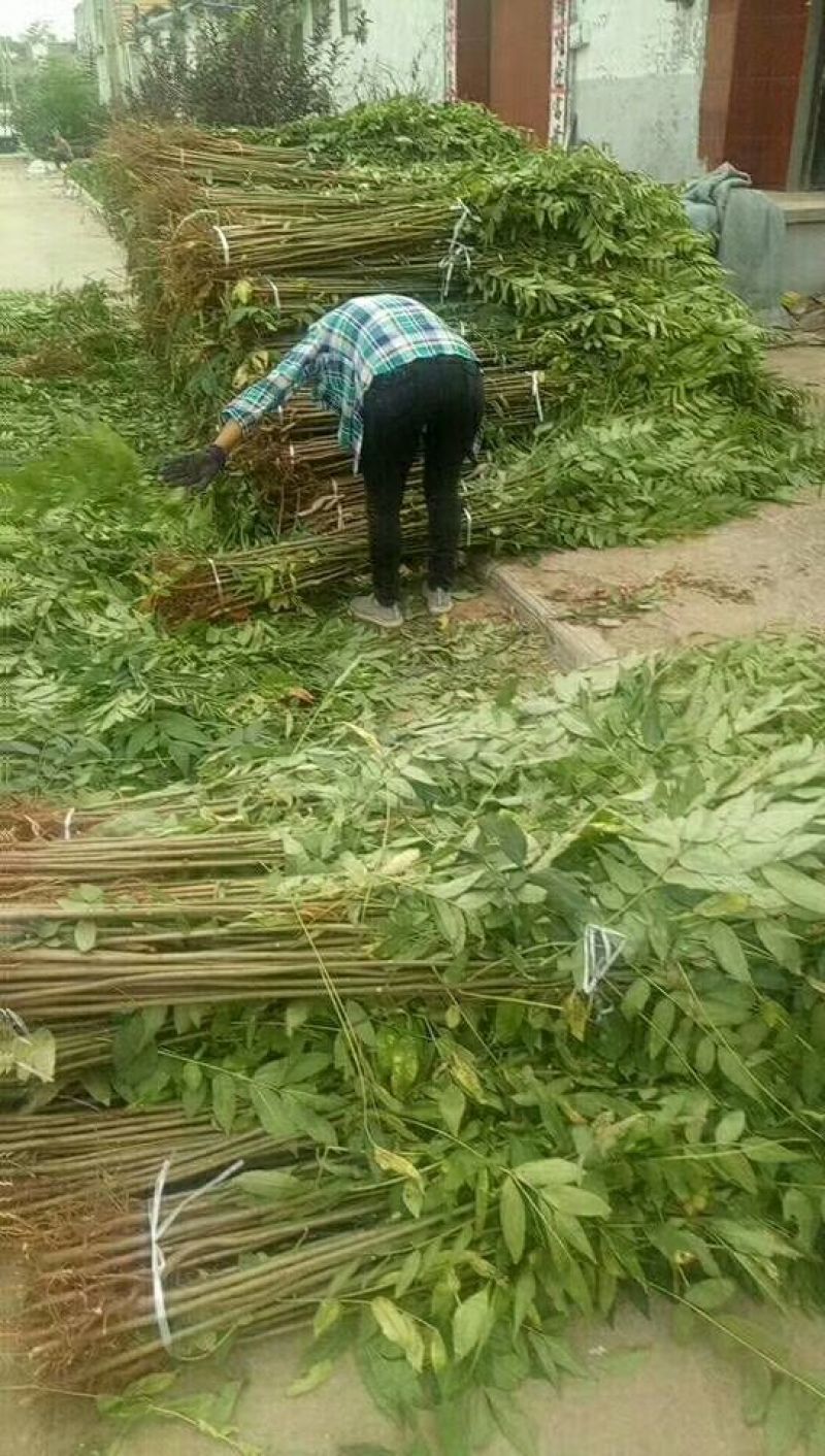 香椿红油香椿苗自家苗欢迎订购