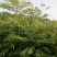 香椿红油香椿苗自家苗欢迎订购