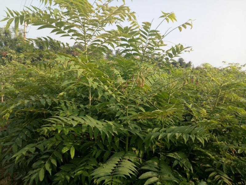 香椿红油香椿苗自家苗欢迎订购