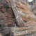 香椿苗红叶香椿苗80cm以上大棚苗基地直供包成活