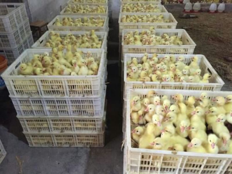 朗德鹅苗包运输包技术包回收