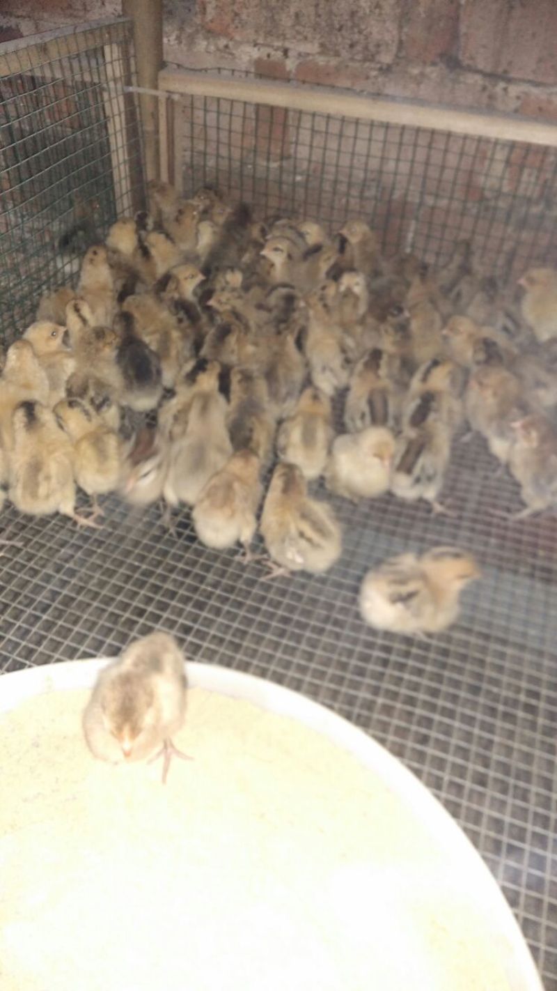 青脚土鸡苗出壳苗35~45克雌