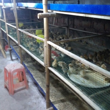 青脚土鸡苗出壳苗35~45克雌