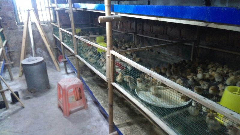 青脚土鸡苗出壳苗35~45克雌