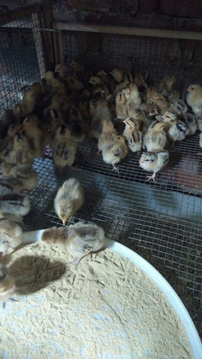 青脚土鸡苗出壳苗35~45克雌